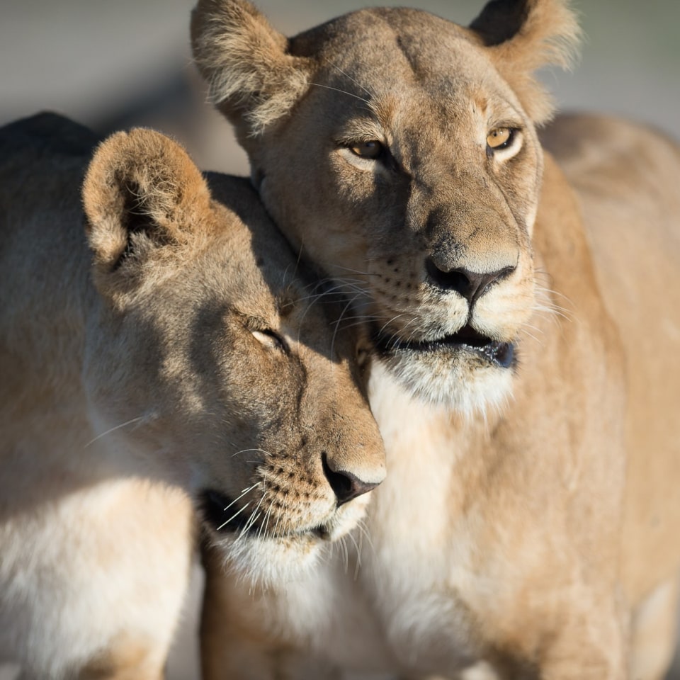 Camping-Safari im wilden Botswana